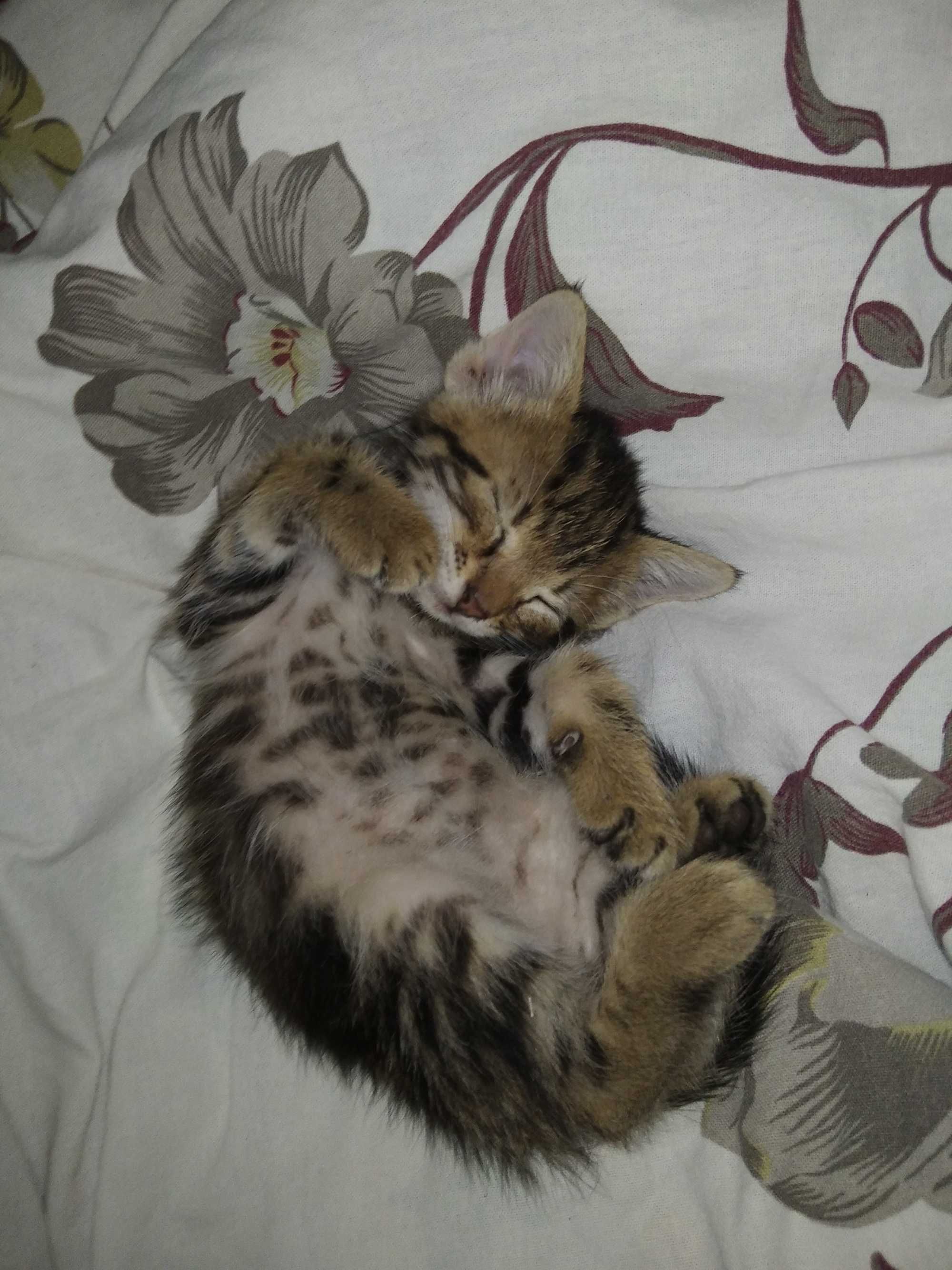 Кошенята у добрі руки, Одеса/Одеська область
