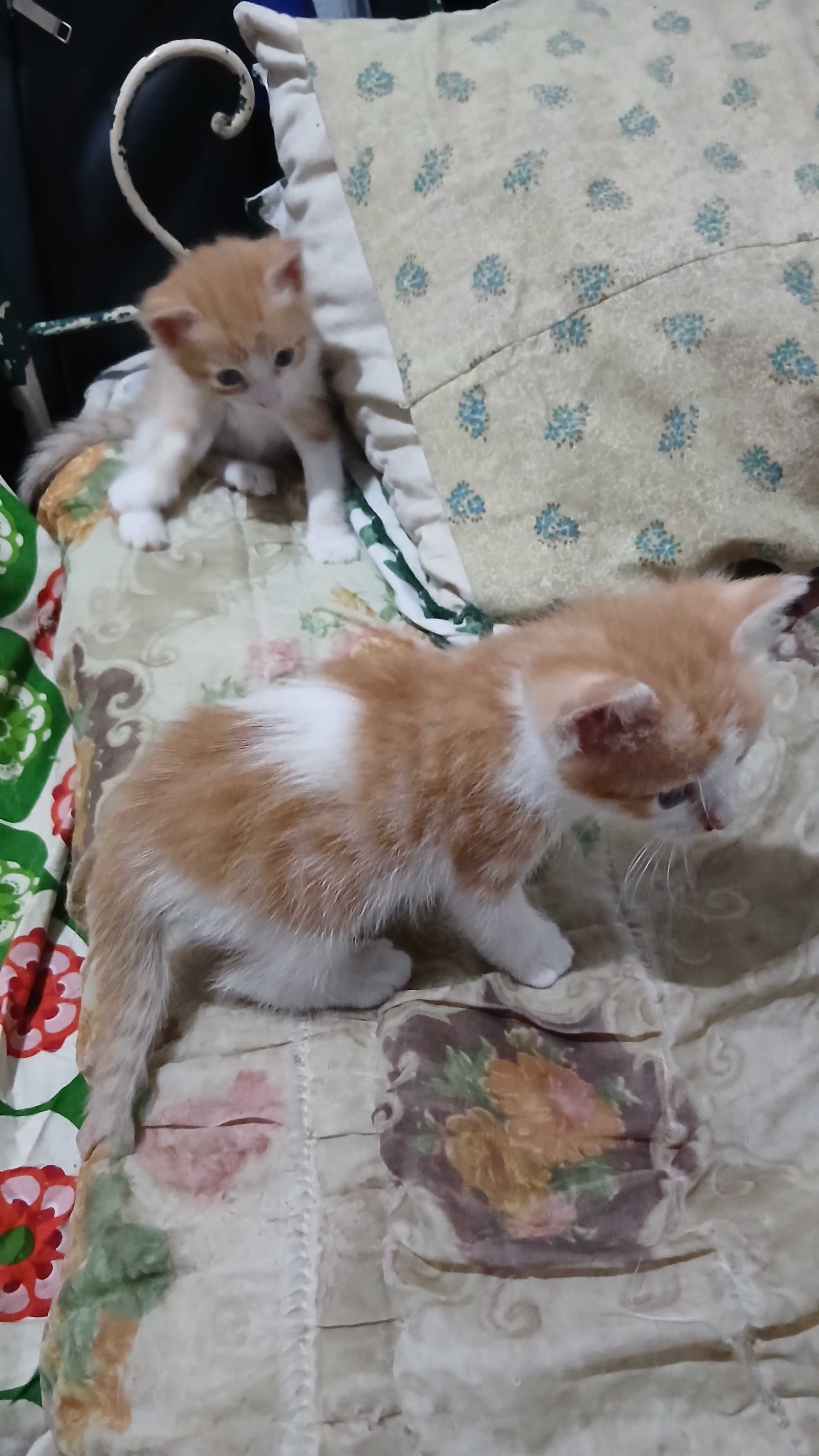 Gatinhos precisam de uma família