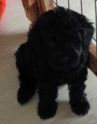 York pudel miniaturowy Yorkipoo samiec 1