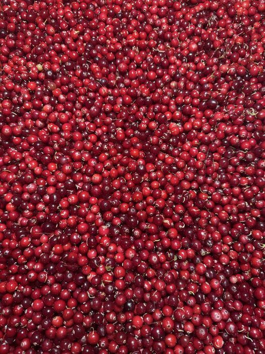 Żurawina leśna bagienna świeża 16zl/l