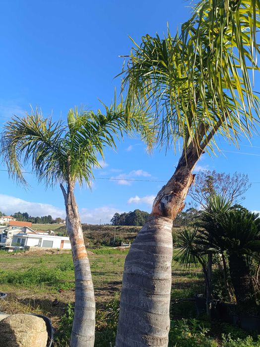 Coqueiros para jardim