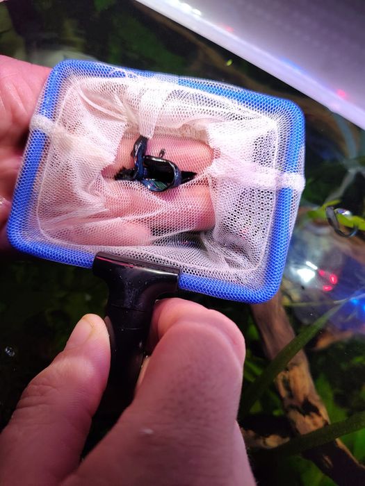 Gupiki moskiewskie niebieske. Dorosłe wybarwione ok 10szt