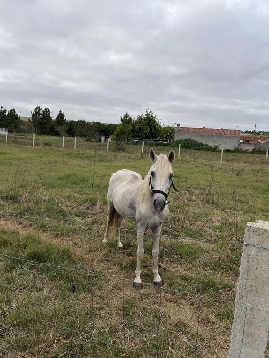 Vendo Cavalo ruço com 10 anos
