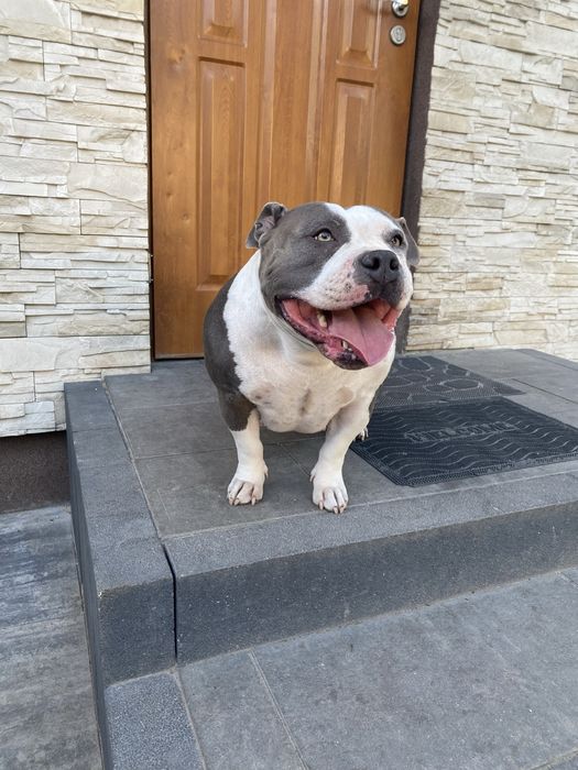 American bully suczka