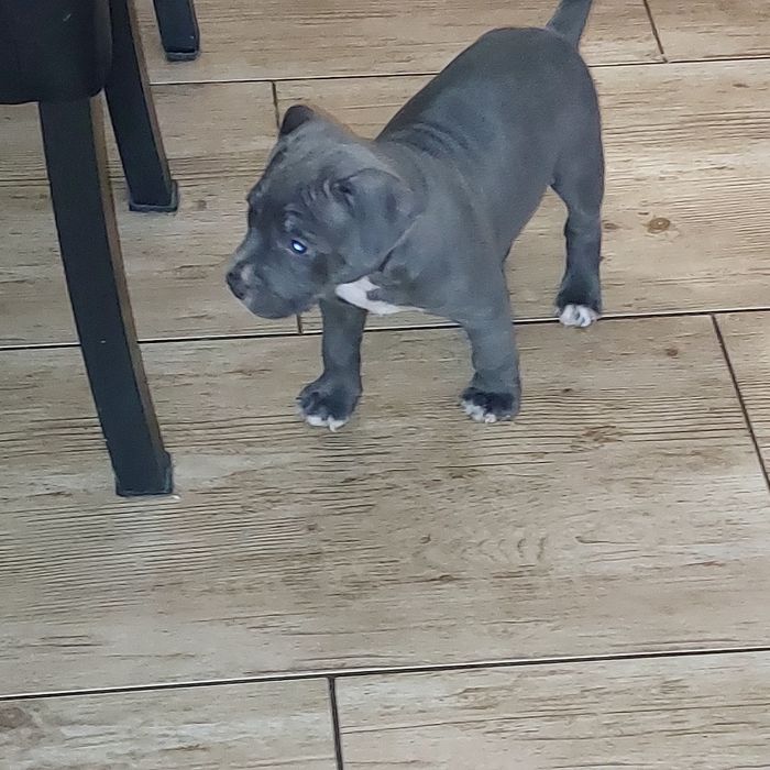 American stafordshire terier Amstaff Blue