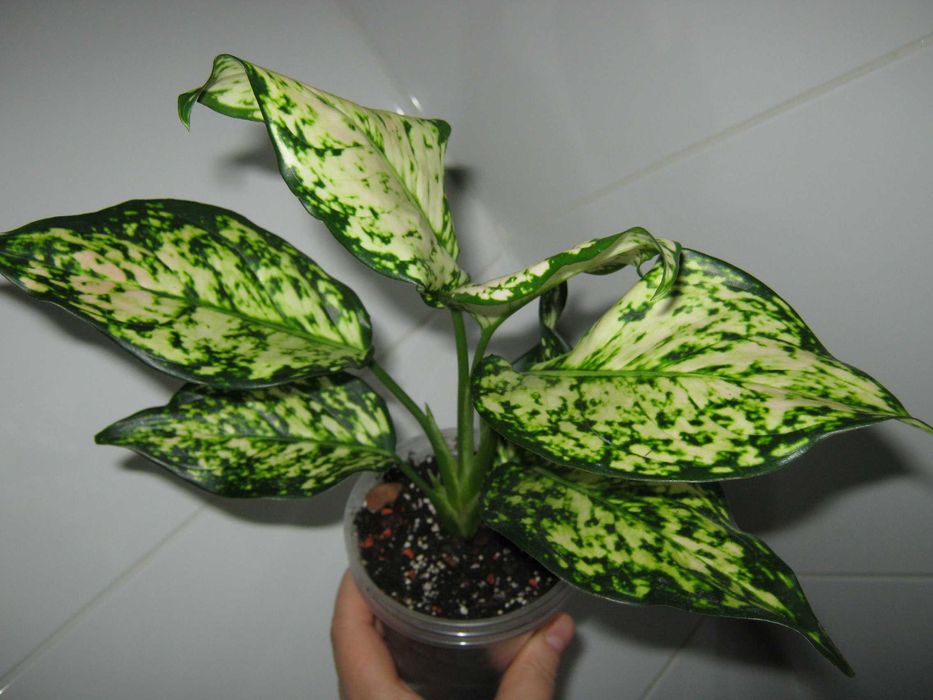 аглаонема калатея филодендрон алоказия разные сорта детки от 100грн