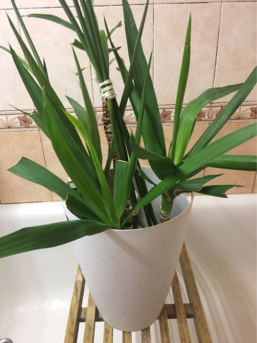 Растения Сансевьерия Трубчатая Sansevieria Francisii
