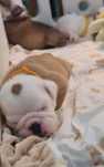 Bulldogs Ingleses