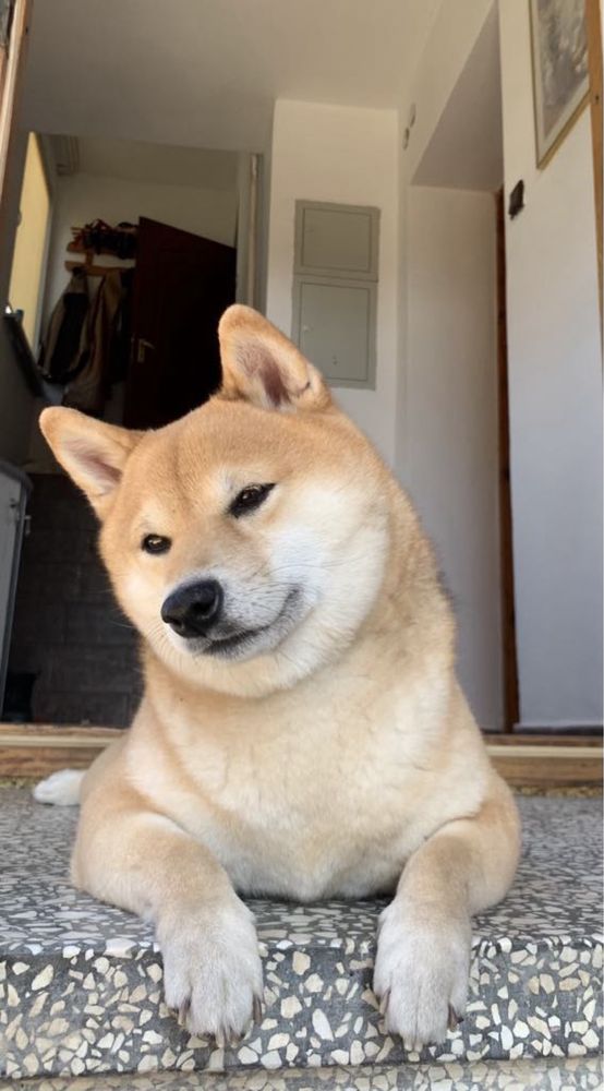 Shiba Inu FCI – urocze pieski z domowej hodowli ZKwP