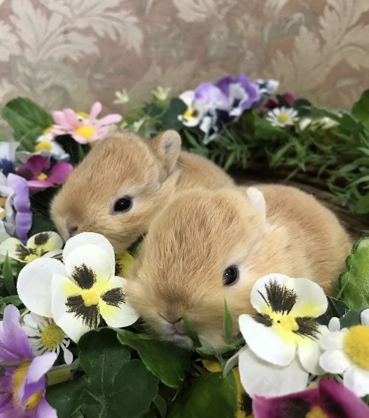 Карликові міні кролики нидерландские голландськие