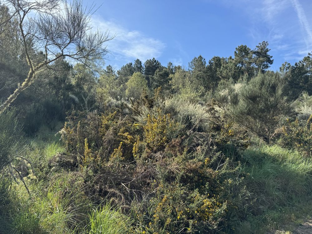 Terreno rustico
