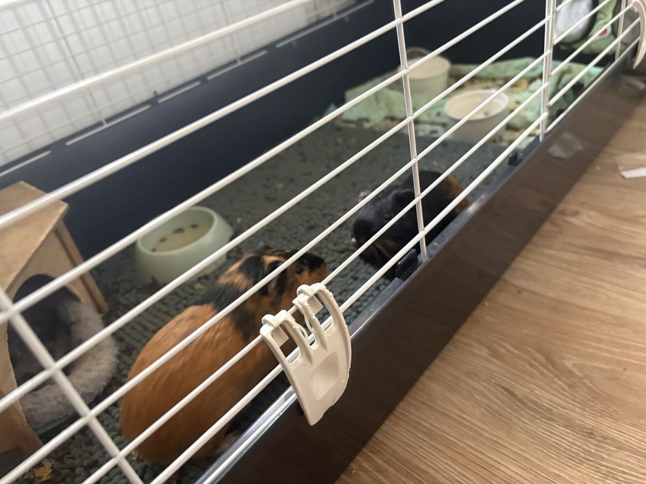 2 swinki morskie z klatką