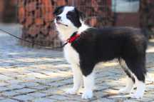 Suczka border collie ZKwP /FCI