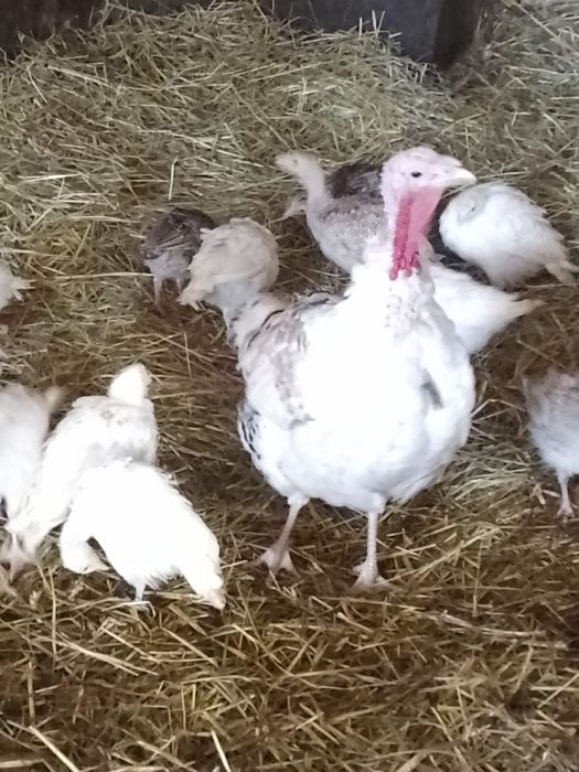 Sprzedam Młode indyki