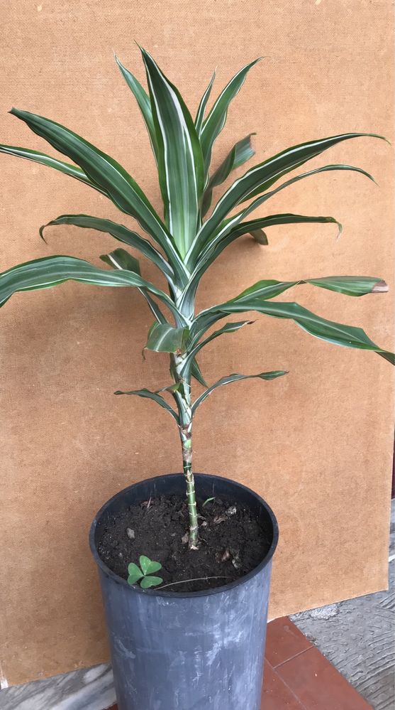 Dracaena - Planta de interior