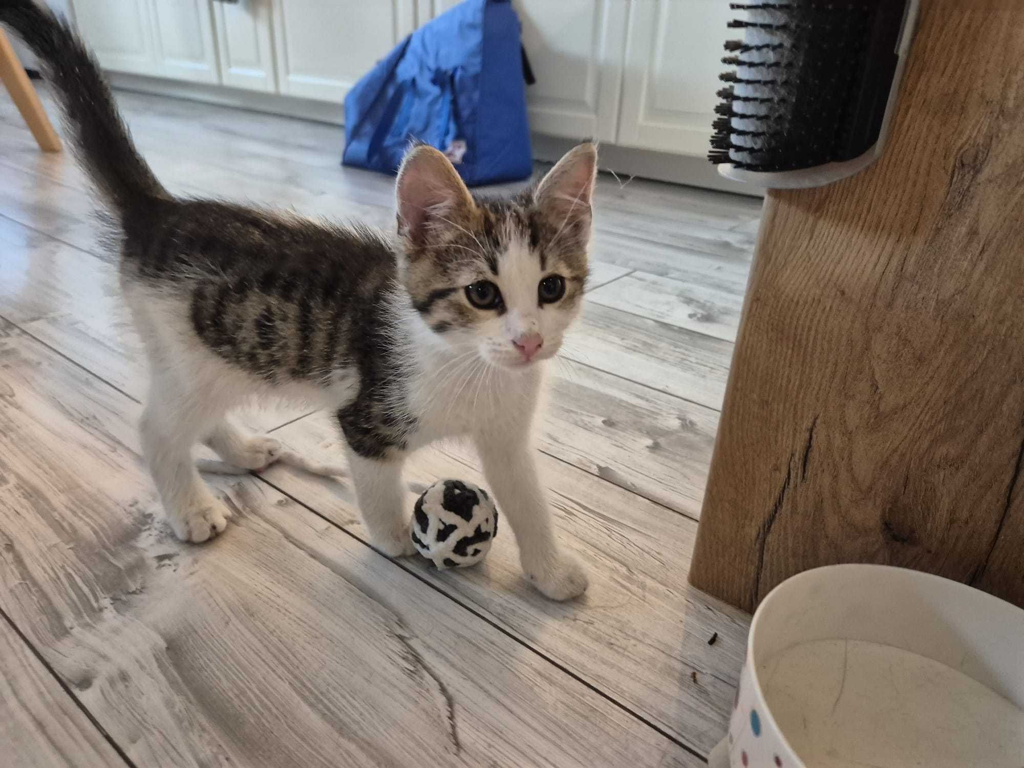 Słodka  kotka do adopcji