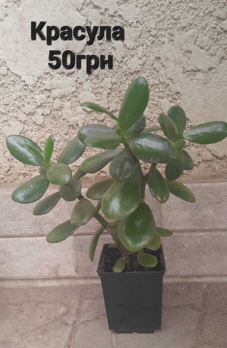 Кімнатні рослини в наявності