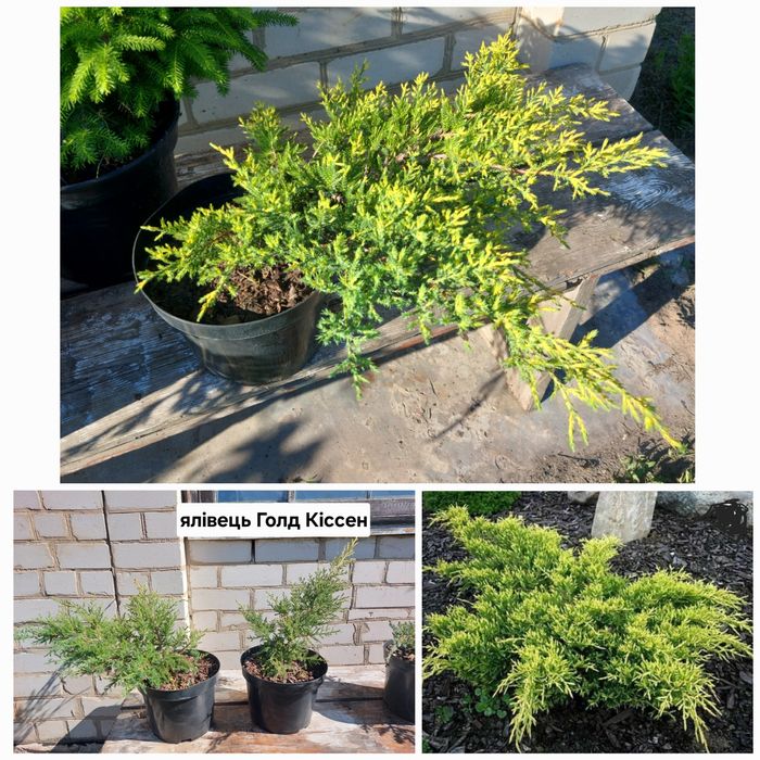 Ялина Коніка, ялина Нідіформіс, ялівці скельний Блю Ароу та інші