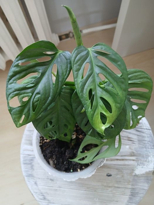 Monstera albo trzykrotka