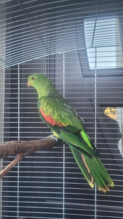 Sprzedam samice aleksandretty