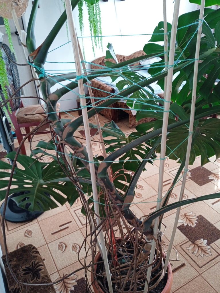 Duża monstera ok. 2 metry z dużymi liśćmi