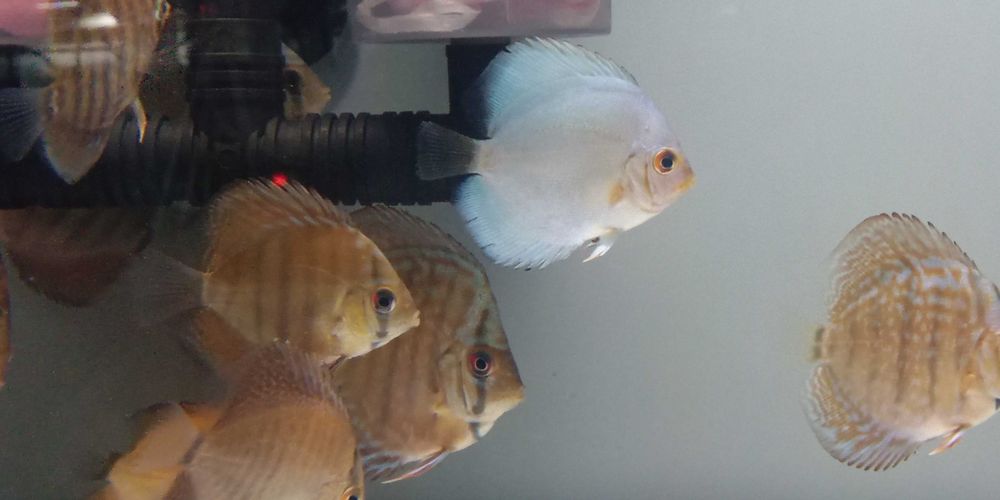 GB Dyskowce blue diamond 4 - 4.5cm