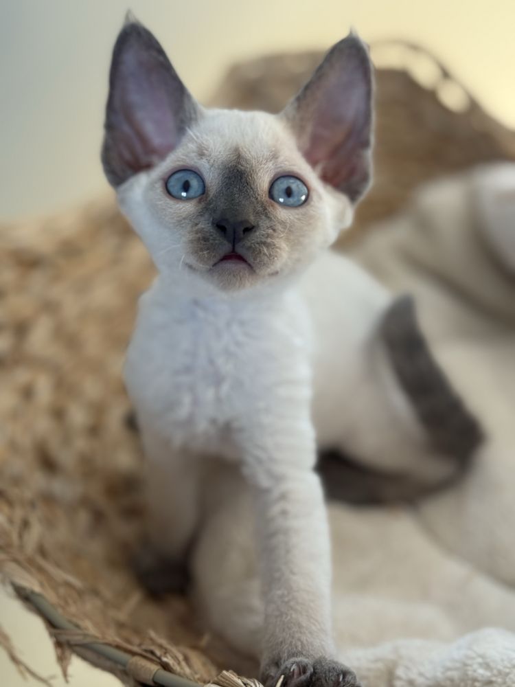 kocurek devon rex