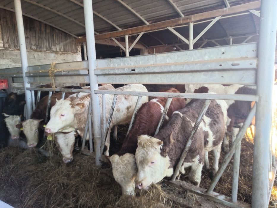 Bydło opasowe sprzedam