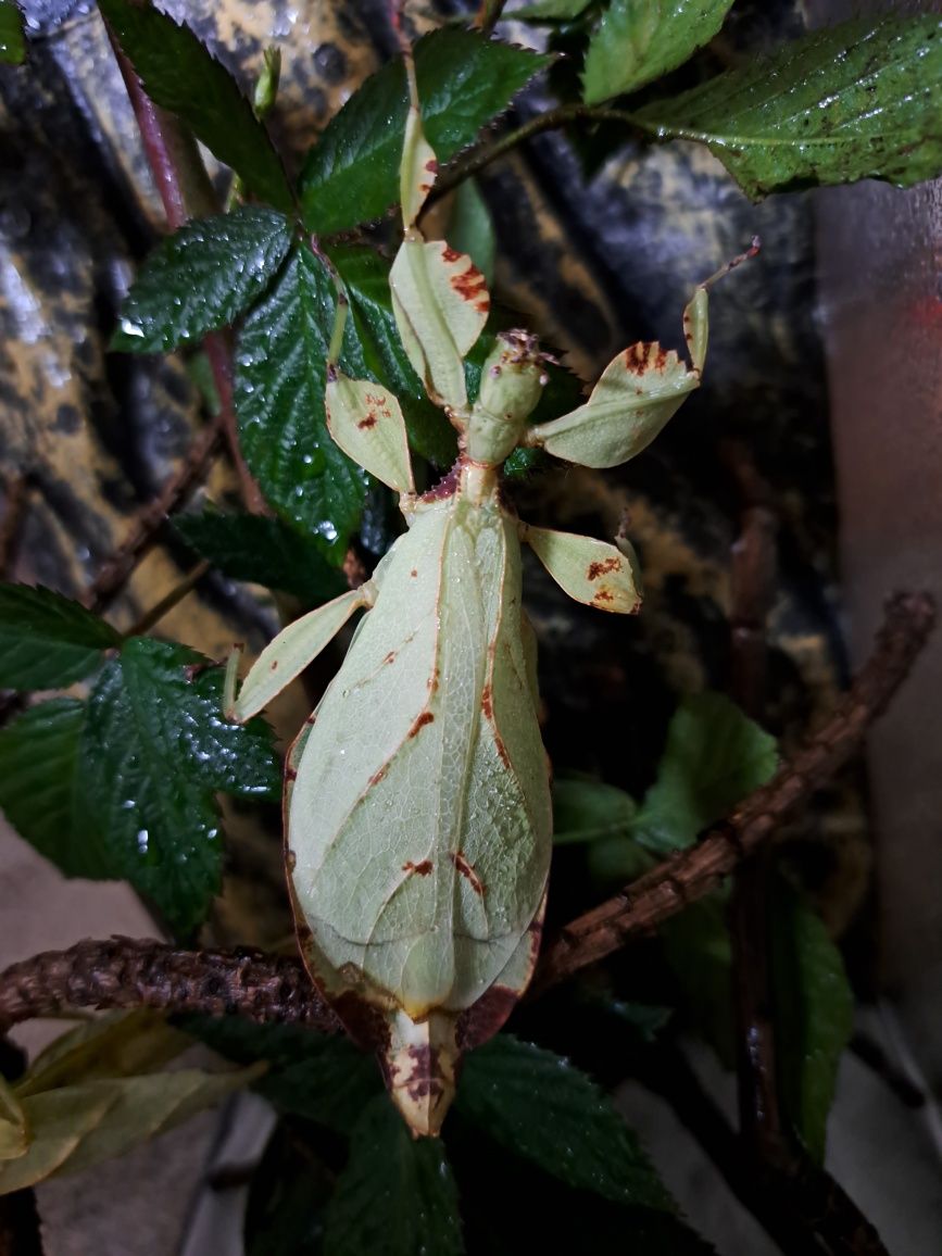 Liśćce tataba phyllium letiranti