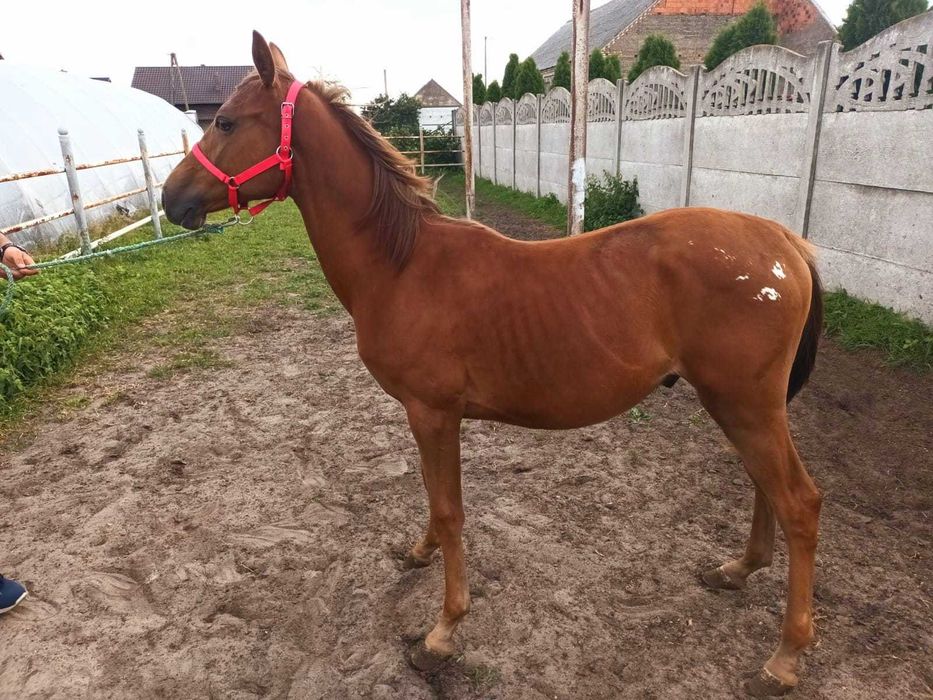 Sprzedam rocznego ogierka