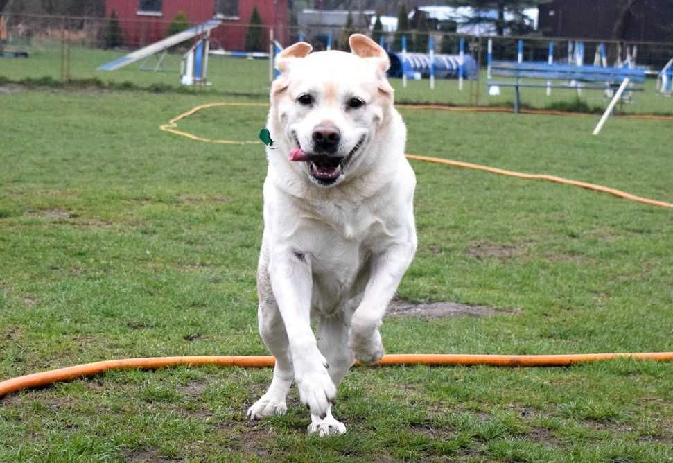 Oddam za darmo dorosłego labradora