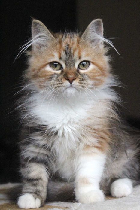 kocięta syberyjskie, koty syberyjskie, syberyjskie