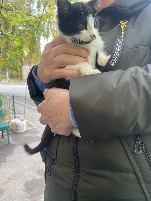 Котенок , девочка , бесплатно