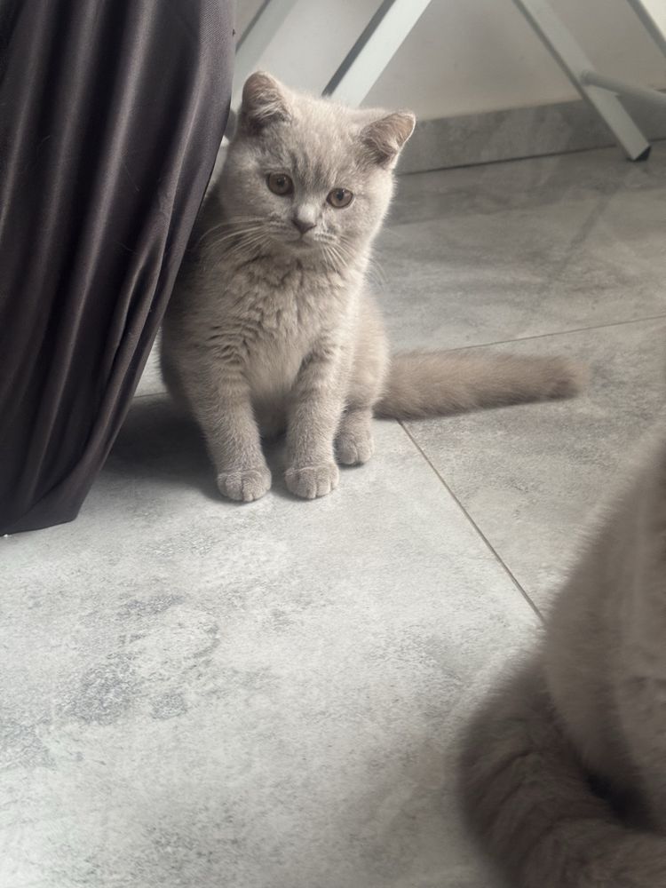 Kocurek kocur brytyjski liliowy