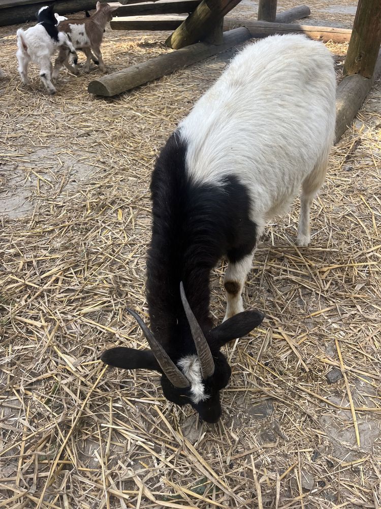 Камерунські карликові кози