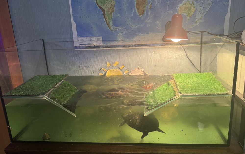 Акваріум для черепах