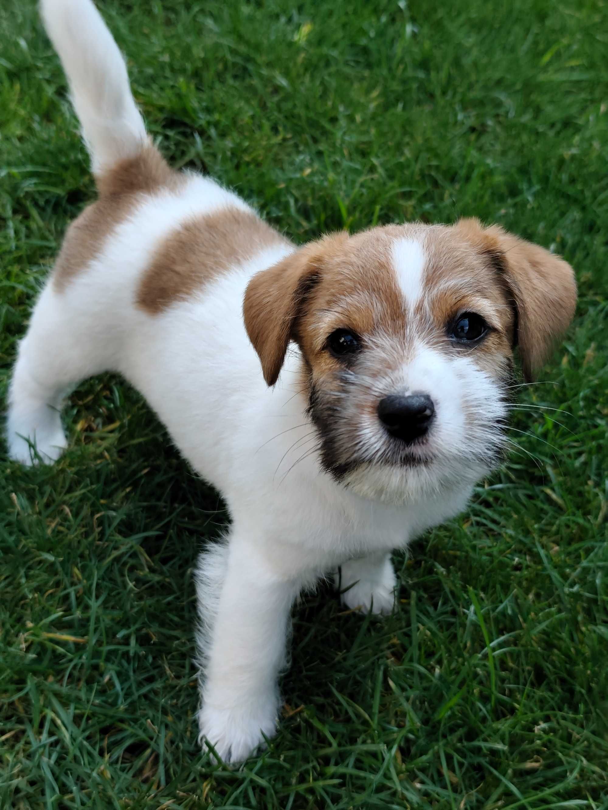 Jack Russell Terrier FCI ZKwP