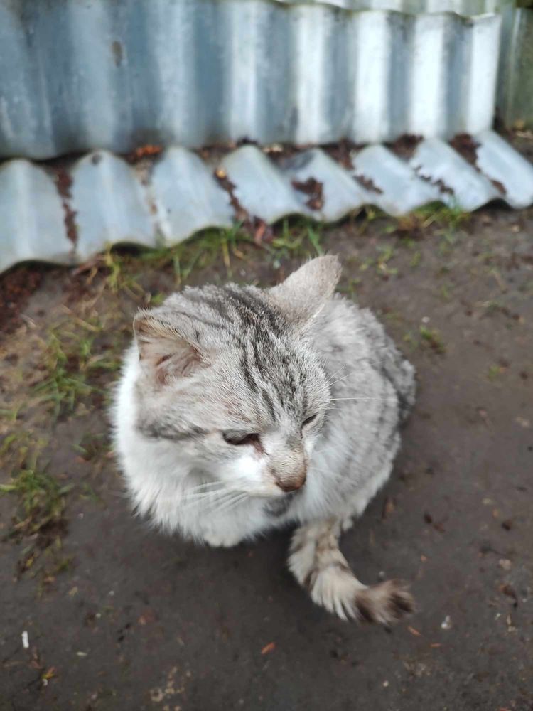 Błagam, ratuj Siwka