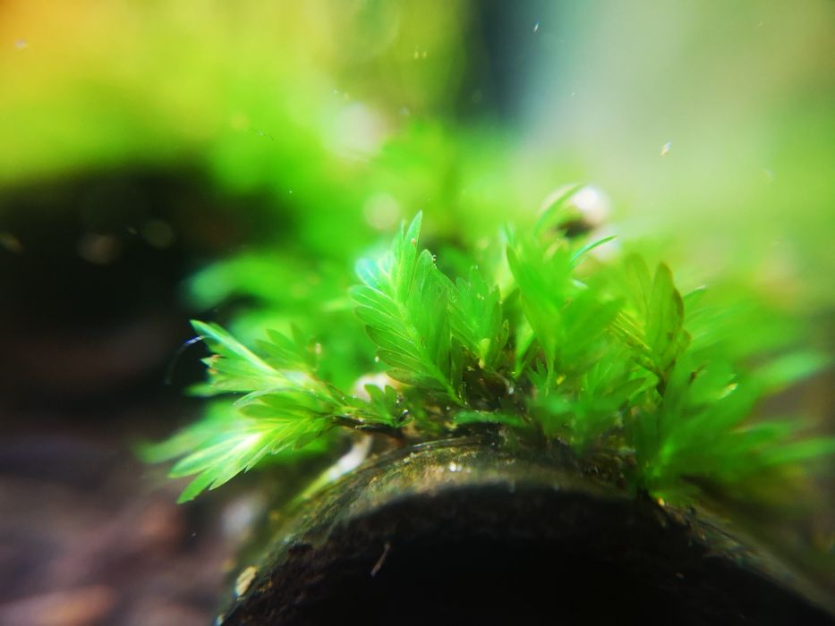 Fissidens sp. miroshaki 20 gałązek