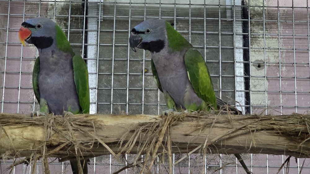 Casal de derbianas