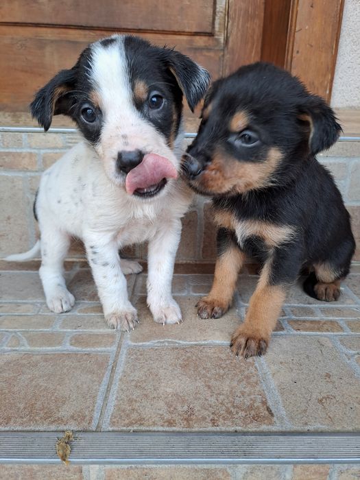 Віддам у хороші руки.