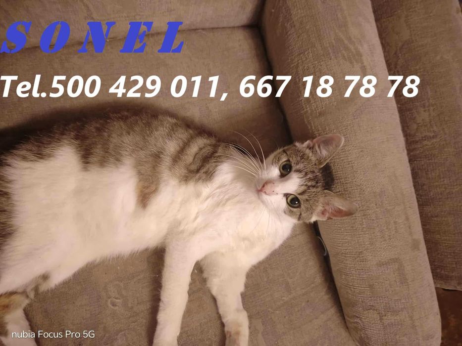 Łagodny, kochany kocurek