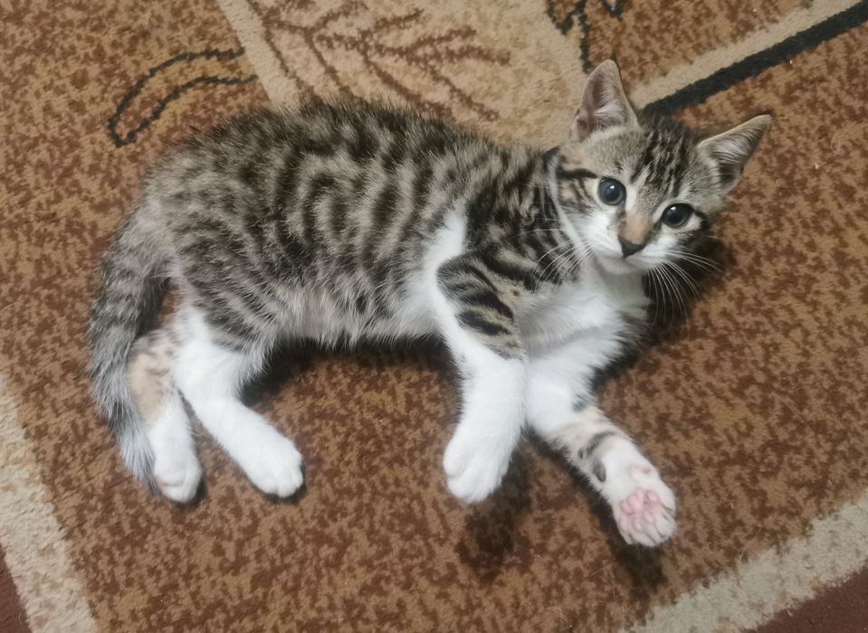 Oddam kotka za darmo-TYLKO DO DOMU