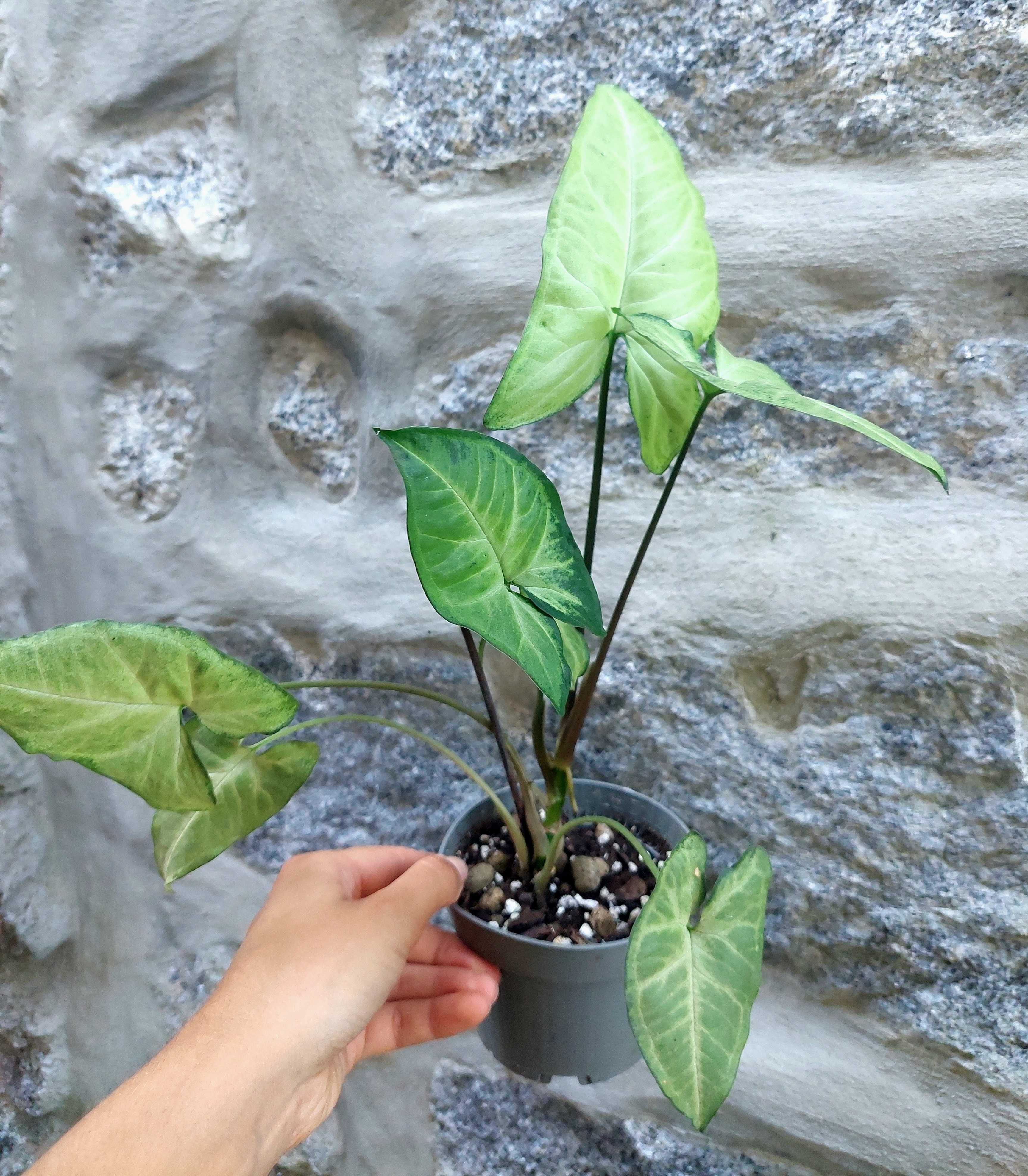 Planta Syngonium Butterfly