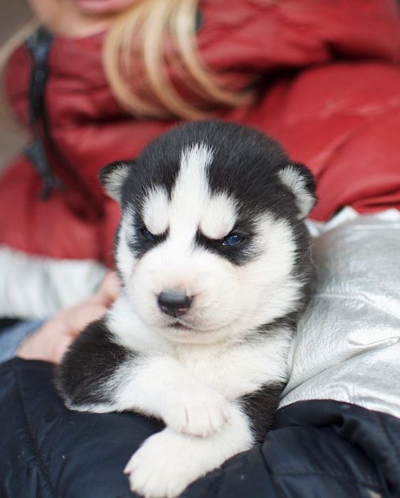 Сибірський хаскі, КСУ