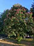 Kasztanowiec czerwony 'Briotti'