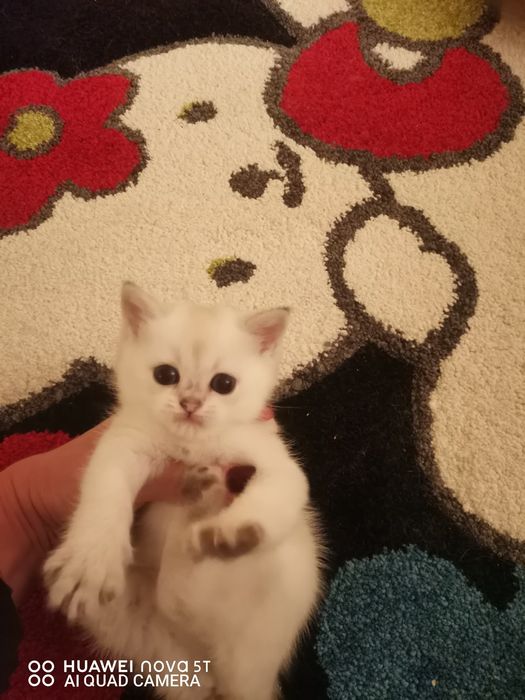 Британская золотая шиншилла