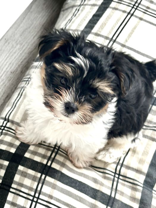 Yorkshire Terrier Biewer