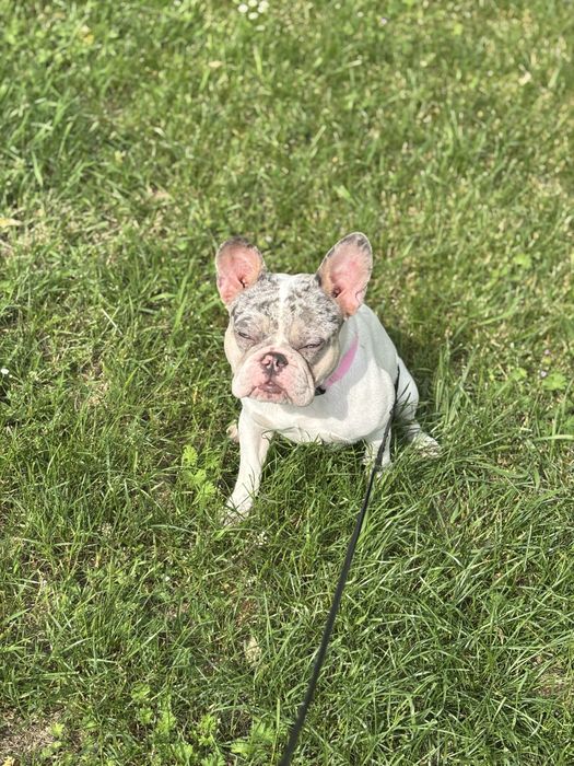 Buldog Francuski suczka