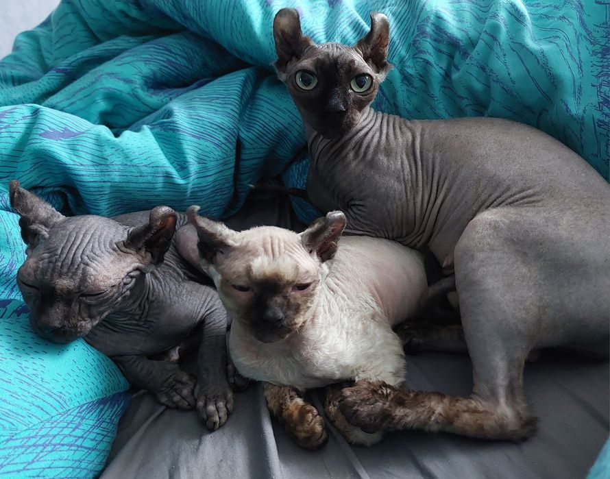 Эльфы мальчик и девочка.